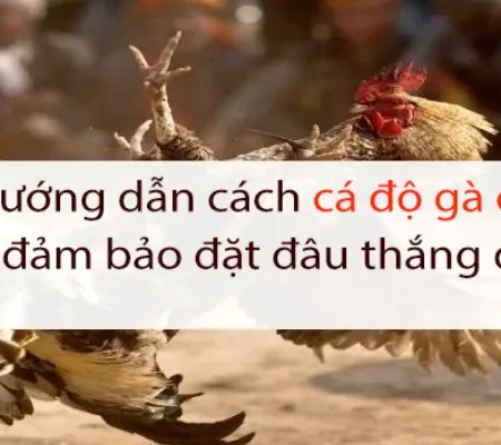 Cách cá cược gà chọi – Các cách đặt cược khi chơi chọi gà